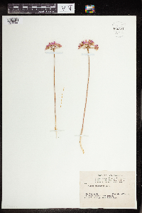 Media resource of Allium acuminatum