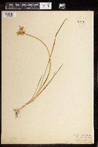 Allium canadense image