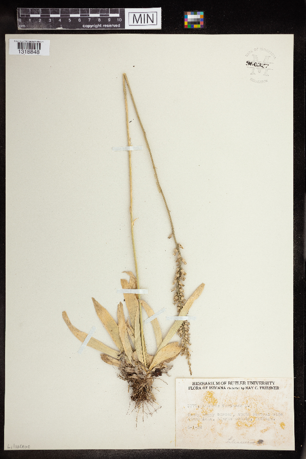 Aletris farinosa image