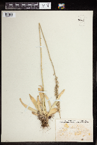 Image of Aletris farinosa
