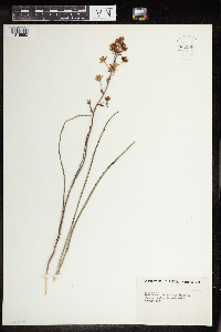 Zigadenus elegans image