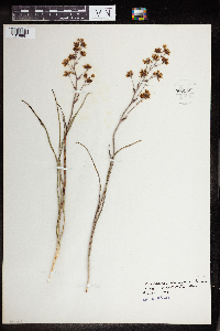 Zigadenus elegans image