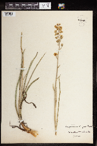 Zigadenus elegans image