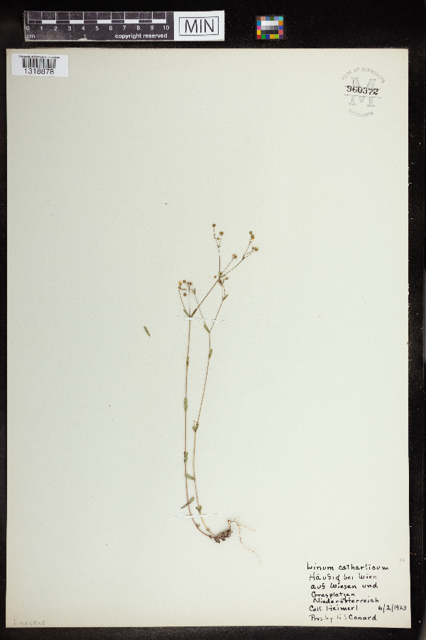 Linum catharticum image