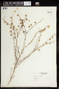 Linum usitatissimum image