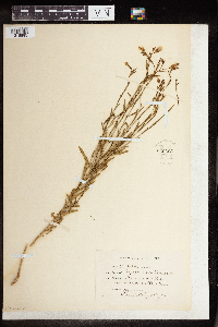 Linum usitatissimum image