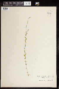 Linum virginianum image