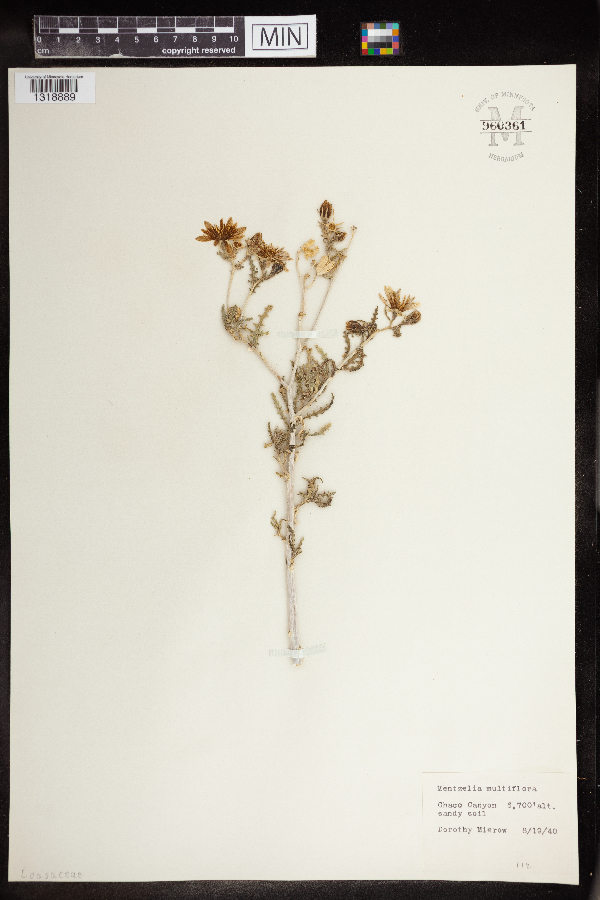 Mentzelia multiflora image