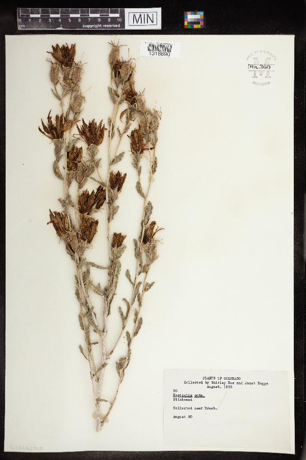 Mentzelia nuda image