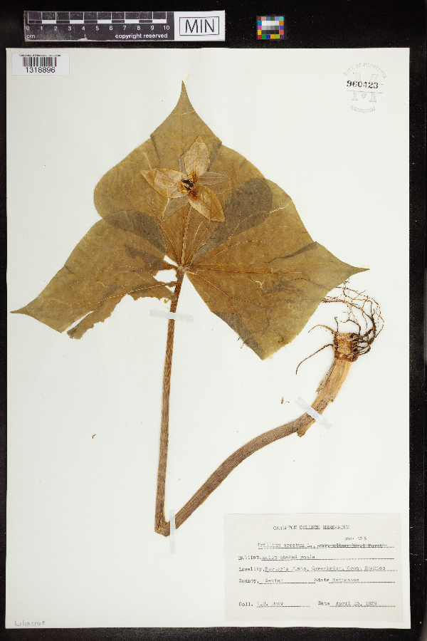 Trillium erectum image