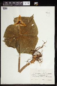 Trillium erectum image