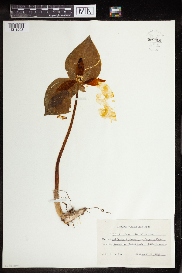 Trillium luteum image