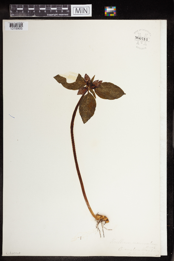 Trillium recurvatum image