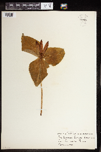 Media resource of Trillium chloropetalum