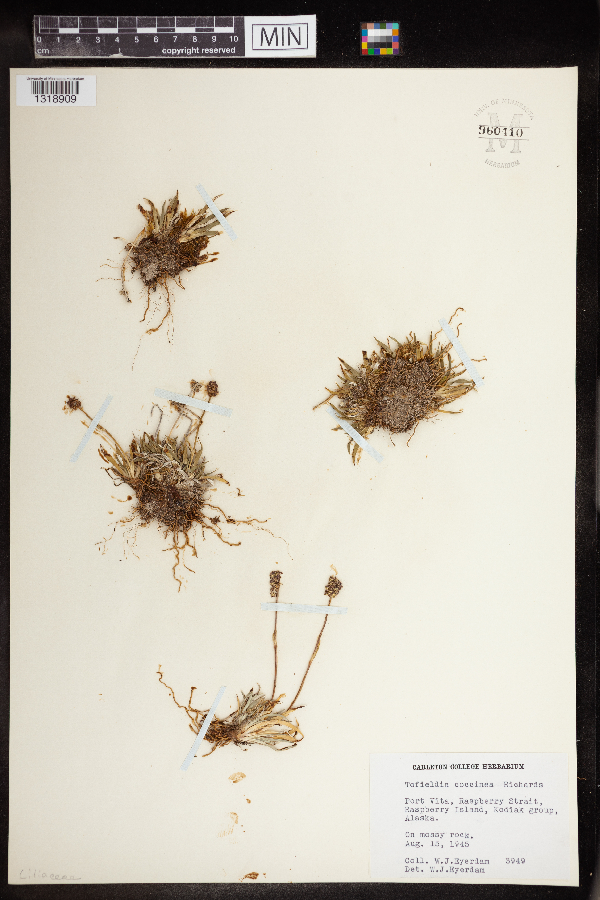 Tofieldia coccinea image