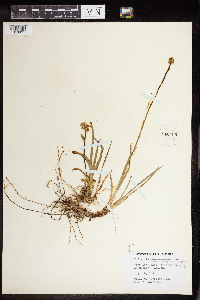 Triantha glutinosa image