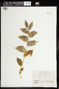 Streptopus amplexifolius image