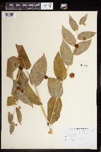 Streptopus amplexifolius image