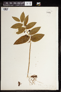 Polygonatum biflorum image