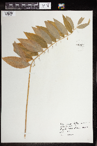Polygonatum biflorum image