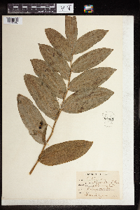 Polygonatum biflorum image