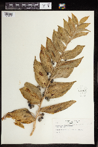 Polygonatum biflorum image