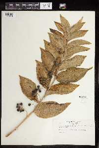 Polygonatum biflorum image