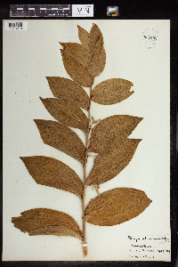 Polygonatum biflorum image