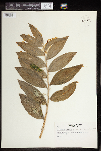 Polygonatum biflorum image