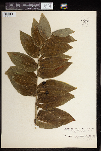 Polygonatum biflorum image