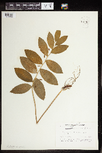 Polygonatum pubescens image