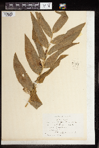 Polygonatum biflorum image