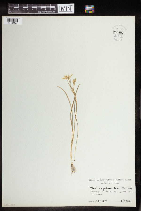 Ornithogalum tenuifolium image
