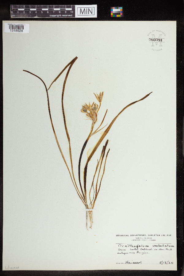 Ornithogalum umbellatum image