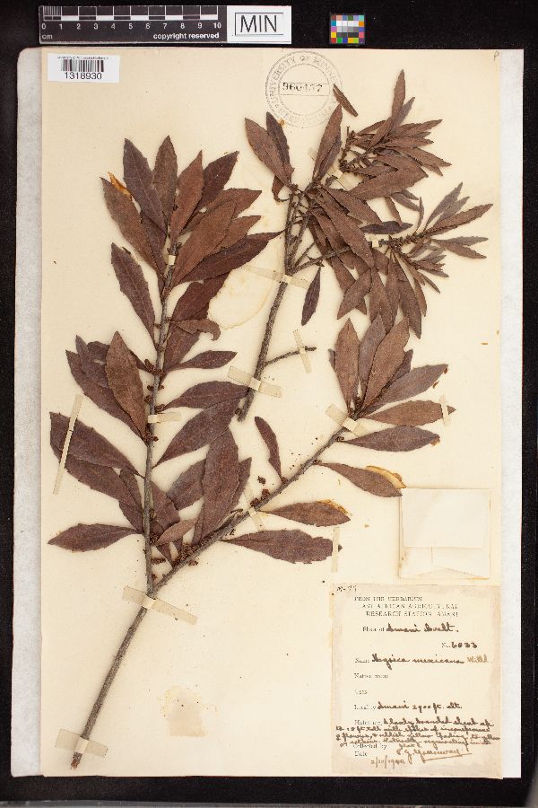 Myrica mexicana image