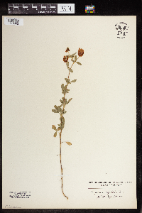 Trifolium aureum image