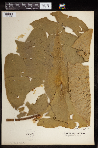 Nymphaea odorata image