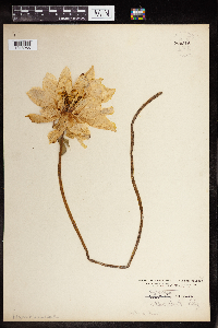 Nymphaea odorata image