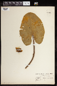 Nuphar variegata image