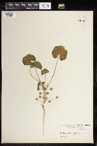 Media resource of Malva neglecta
