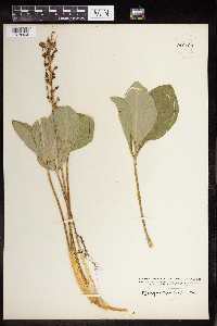 Menyanthes trifoliata image