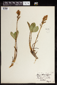 Menyanthes trifoliata image