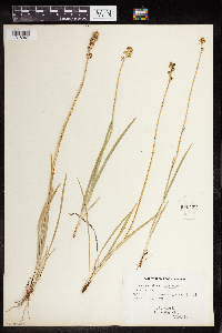 Triantha glutinosa image