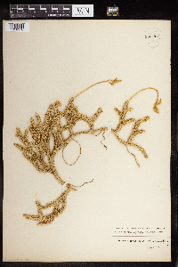 Thumbnail image of current specimen