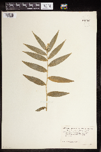 Maianthemum stellatum image