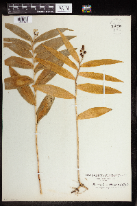 Maianthemum stellatum image