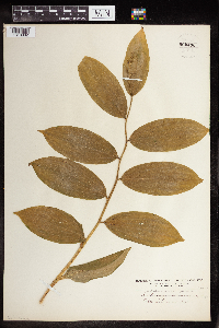 Maianthemum racemosum image