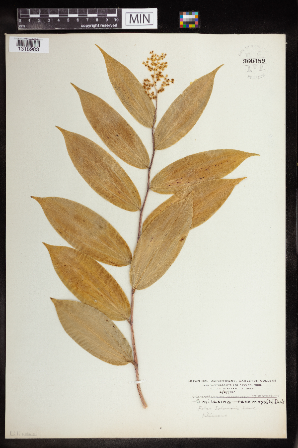 Maianthemum racemosum image