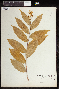 Maianthemum racemosum subsp. racemosum image