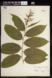 Maianthemum racemosum image